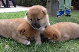 Chiots shiba Inu disponible, Votre ville