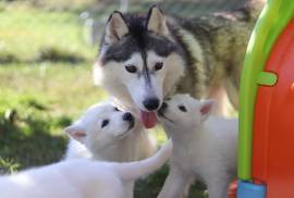 Magnifique Chiots Husky de Sibérie au yeux bleus, Québec