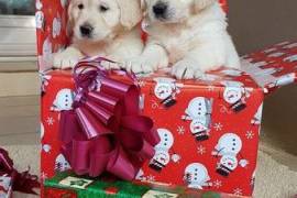 Chiots Golden Retriever pour la vie, Votre ville
