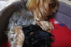 Chiots YORKSHIRE TERRIER très aimant à vendre, .