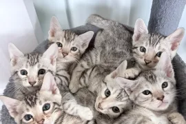Bengal, St-Constant