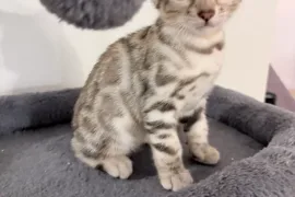 Bengal, St-Constant