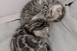 Bengal, St-Constant