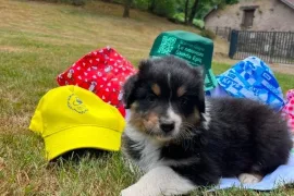J'offre magnifique chiot Berger Australien , Votre ville