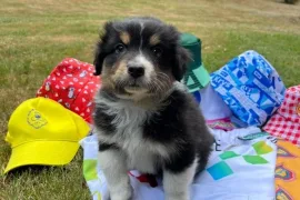 J'offre magnifique chiot Berger Australien , Votre ville