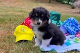 J'offre magnifique chiot Berger Australien , Votre ville