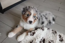 Magnifique chiot Berger Australien Femelle, Votre ville