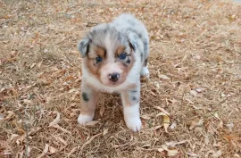 Magnifique chiot Berger Australien Femelle, Votre ville