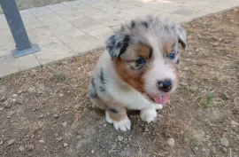 Magnifique chiot Berger Australien Femelle, Votre ville