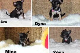 Chihuahua Femelles et Mâles mini mini, Terrebonne