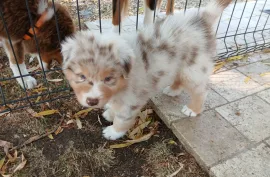 Adorable chiot berger australien mâle , Laval