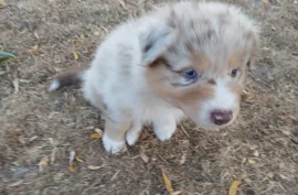 Adorable chiot berger australien mâle , Laval