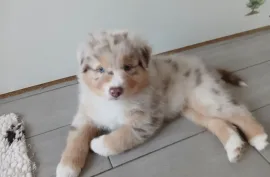 Adorable chiot berger australien mâle , Laval