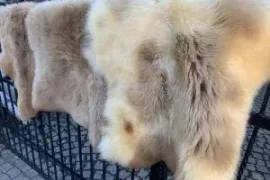 MELIERT Collection, natural sheepskins