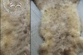 MELIERT Collection, natural sheepskins