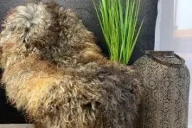 Premium curly Gotland Sheepskins