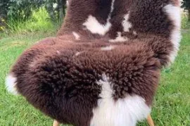 Premium Dutch Sheepskins