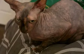 Chat sphinx , Lavaltrie 