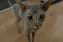 Chat sphinx , Lavaltrie 