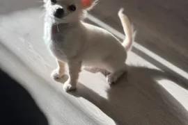 Don chiot Chihuahua femelle à poil long, Votre ville