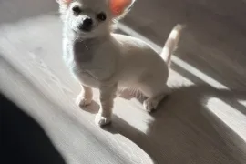 Don chiot Chihuahua femelle à poil long, Montréal