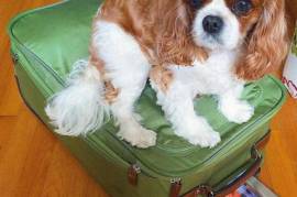 Superbe Chiot Cavalier King Charles, Montréal