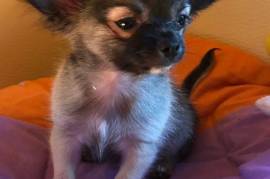 Chiot chihuahua femelle inscrit à LOF , Montréal