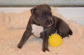 chiot American Staffordshire Terrier Femelle, Montréal