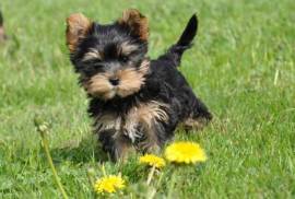 CHIOT FEMELLE YORKSHIRE AU LOF, Québec