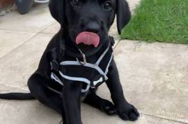 Très jolie Chiot labrador femelle, Québec