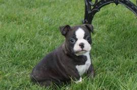 Très Adorable Chiot Boston Terrier Femelle, Québec