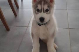 Très Belle chiot husky, Québec
