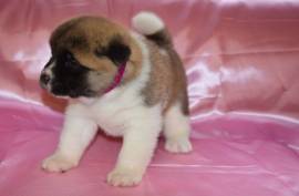 Magnifique Chiot Akita américain femelle., montréal