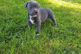 Magnifique Chiots Staffordshire Bull Terrier femel, Montréal