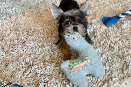 CHIOT MIMI FEMELLE YORKSHIRE TERRIER, Montréal