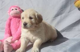 Magnifique chiot Golden Retriever Femelle.  , Montréal