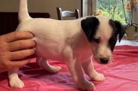 Chiots Fox Terrier Poil lisse, Montréal