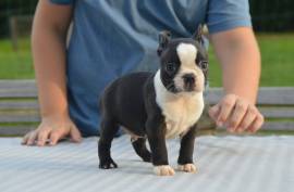 Adorable petit chiot Boston Terrier mâle., Montréal
