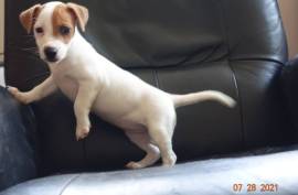 Courageuse chiot Jack Russell Terrier femelle, Montréal