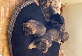 Chiots Berger Allemand, Les Coteaux