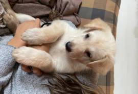Chiots Berger Allemand, Les Coteaux
