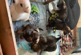Chiots Berger Allemand, Les Coteaux