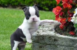 Beau Chiot Boston Terrier Mâle , Quebec 