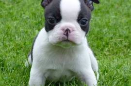 Beau Chiot Boston Terrier Mâle , Quebec 