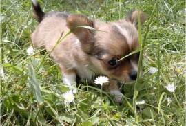 Admirable Bébé Chihuahua, Montréal 