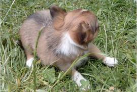Admirable Bébé Chihuahua, Montréal 