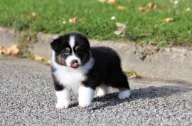 Jolie Chiot Berger australien, Montréal 