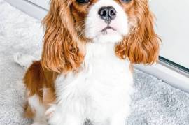 adorables chiots Cavalier King charles disponibles, Québec
