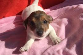 Magnifique chiot type Jack Russell Terrier Femelle, Montréal