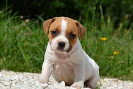 Chiot Staffordshire Bull Terrier femelle, Montréal
